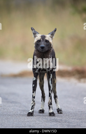 Chien sauvage d'Afrique (African Hunting dog) (Cap) chien de chasse (Lycaon pictus), Kruger National Park, Afrique du Sud, l'Afrique Banque D'Images