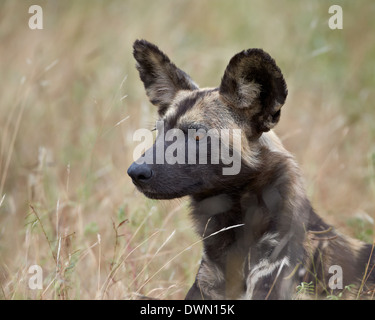Chien sauvage d'Afrique (African Hunting dog) (Cap) chien de chasse (Lycaon pictus), Kruger National Park, Afrique du Sud, l'Afrique Banque D'Images