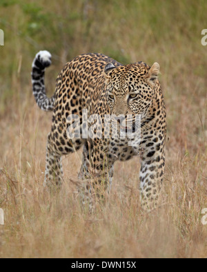 Leopard (Panthera pardus) marcher dans l'herbe avec sa queue de haut, Kruger National Park, Afrique du Sud, l'Afrique Banque D'Images