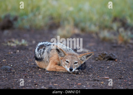 Black-Backed Jackal (Silver-Backed) Chacal (Canis mesomelas), Kruger National Park, Afrique du Sud, l'Afrique Banque D'Images