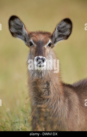 Les femelles de la cobe à croissant (Waterbuck Ellipsen (Kobus ellipsiprymnus ellipsiprymnus)) manger, Kruger National Park, Afrique du Sud Banque D'Images