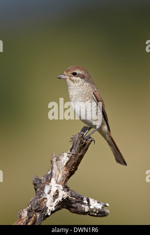 Femme Red-Backed Shrike (Lanius collurio), Kruger National Park, Afrique du Sud, l'Afrique Banque D'Images