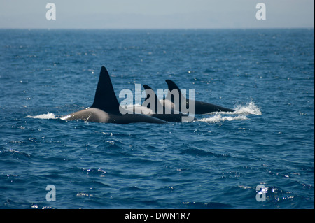 Un groupe d'orques (épaulards) dans l'océan Atlantique, à quelques kilomètres à l'ouest du Maroc. Ils y viennent pour pêcher le thon rouge atlantique ' Banque D'Images