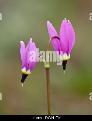 Shooting Star (Dodecatheon alpin alpinum), Parc National de Yellowstone, Wyoming, États-Unis d'Amérique, Amérique du Nord Banque D'Images