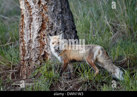 Le renard roux (Vulpes vulpes) (Vulpes fulva), Parc National de Yellowstone, Wyoming, États-Unis d'Amérique, Amérique du Nord Banque D'Images