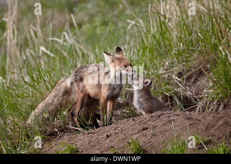 Le renard roux (Vulpes vulpes) (Vulpes fulva) renarde et kit, Parc National de Yellowstone, Wyoming, United States of America Banque D'Images