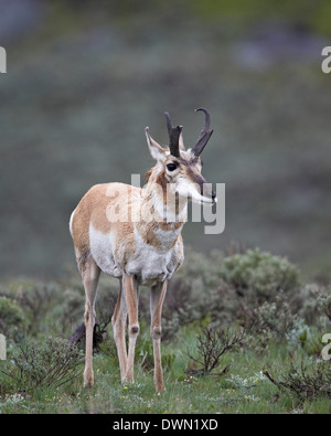 Pronghorn (Antilocapra americana) buck, le Parc National de Yellowstone, Wyoming, États-Unis d'Amérique, Amérique du Nord Banque D'Images