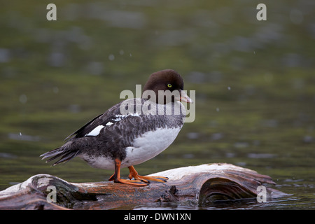 Des Garrots d'Islande (Bucephala islandica), Parc National de Yellowstone, Wyoming, États-Unis d'Amérique, Amérique du Nord Banque D'Images