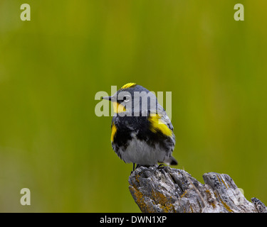 L'Audubon homme Yellow-Rumped Warbler (Dendroica coronata auduboni), Parc National de Yellowstone, Wyoming, United States of America Banque D'Images
