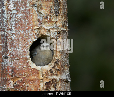 Le Merlebleu azuré femelle (Sialia currucoides) au nid, le Parc National de Yellowstone, Wyoming, United States of America Banque D'Images