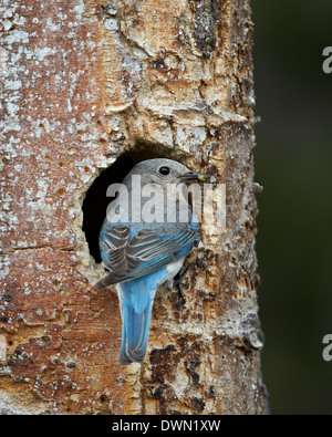 Le Merlebleu azuré femelle (Sialia currucoides) avec de la nourriture au nid, le Parc National de Yellowstone, Wyoming Banque D'Images