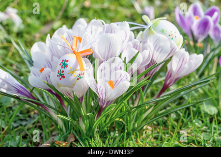 Les oeufs de Pâques avec des fleurs de crocus. Banque D'Images