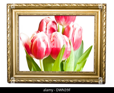 Les tulipes dans de vieux châssis de peinture Banque D'Images