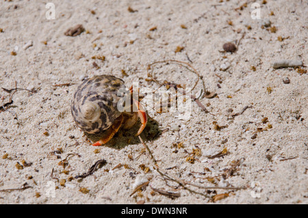Belize, la Sapotille Cayes Réserve Marine, Lime Caye. Détail de l'ermite sur la plage. Banque D'Images