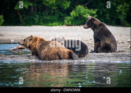 L'ours brun du Kamtchatka (Ursus arctos beringianus), lac Kurile, du Kamtchatka, la Russie, l'Eurasie Banque D'Images