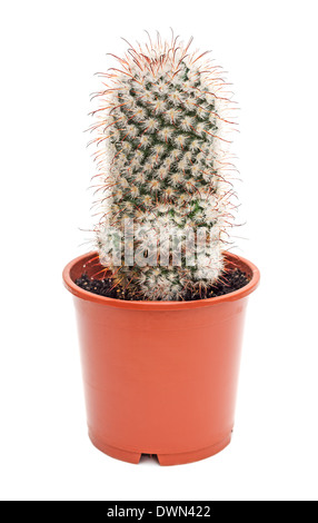 Cactus en pot isolé sur fond blanc. Banque D'Images