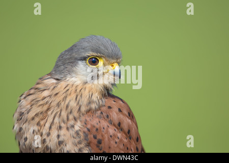 Close-up of a Common Kestral (Falco tinnunculus) montrant la tête et du haut du corps Banque D'Images