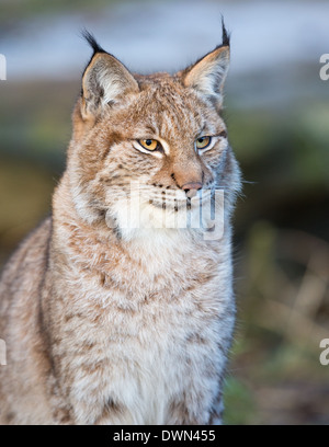 Le lynx eurasien (Lynx lynx), Parc National de la forêt de Bavière, Allemagne Banque D'Images