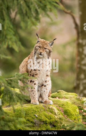 Le lynx eurasien (Lynx lynx) debout sur un éperon rocheux dans la pluie, forêt de Bavière, Allemagne National Park Banque D'Images