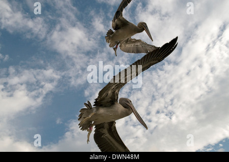 Le Pélican brun préalablement huilée lancement en vol le jour de leur libération du centre de restauration de la faune. Banque D'Images