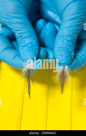 Pélican brun plumes avant et après le lavage, la plume sert à évaluer la quantité de l'aube pour ajouter à la laver. Banque D'Images