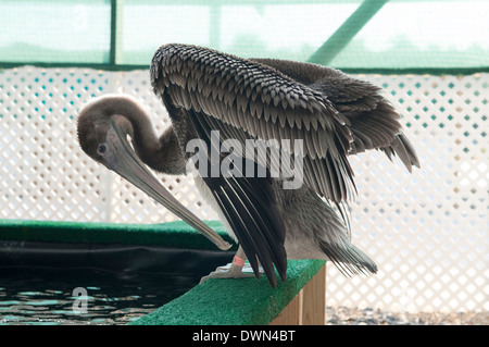 Pélican brun préalablement huilée se lissant ses plumes dans une volière au centre de restauration de la faune. Banque D'Images