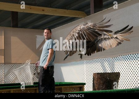 Pélican brun préalablement huilée à l'intérieur d'une volière au centre de réhabilitation de faune, Hammond, en Louisiane. Banque D'Images