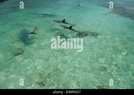 Le Honduras, les îles de la baie du Honduras, Roatan. Anthony's Key, pod de grands dauphins (Tursiops truncatus) aka marsouins. Banque D'Images