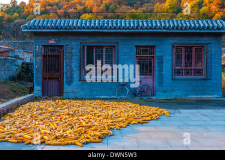 Maïs (maïs), séchage Gubeikou, Miyun County, la municipalité de Beijing, China, Asia Banque D'Images