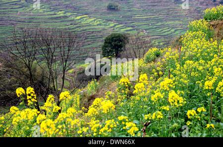 Wuyuan, Chine. Mar 11, 2014. Photo prise le 11 mars 2014 présente le décor de fleurs cole dans Village de Huangling en ville Jiangwan Wuyuan County, à l'est la province de Jiangxi. L'cole champs de fleurs s'Wuyuan la réputation des plus beaux village de printemps. Credit : Shi Guangde/Xinhua/Alamy Live News Banque D'Images