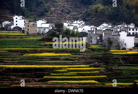 Wuyuan, Chine. Mar 11, 2014. Photo prise le 11 mars 2014 présente le décor de fleurs cole dans Village de Huangling en ville Jiangwan Wuyuan County, à l'est la province de Jiangxi. L'cole champs de fleurs s'Wuyuan la réputation des plus beaux village de printemps. Credit : Shi Guangde/Xinhua/Alamy Live News Banque D'Images