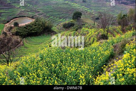 Wuyuan, Chine. Mar 11, 2014. Photo prise le 11 mars 2014 présente le décor de fleurs cole dans Village de Huangling en ville Jiangwan Wuyuan County, à l'est la province de Jiangxi. L'cole champs de fleurs s'Wuyuan la réputation des plus beaux village de printemps. Credit : Shi Guangde/Xinhua/Alamy Live News Banque D'Images