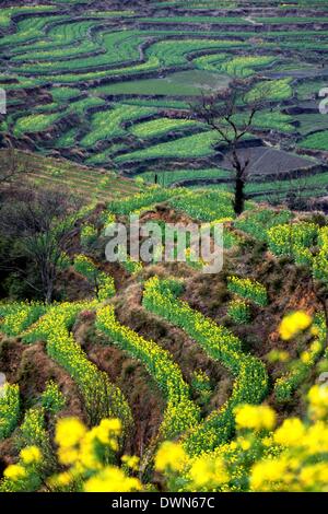 Wuyuan, Chine. Mar 11, 2014. Photo prise le 11 mars 2014 présente le décor de fleurs cole dans Village de Huangling en ville Jiangwan Wuyuan County, à l'est la province de Jiangxi. L'cole champs de fleurs s'Wuyuan la réputation des plus beaux village de printemps. Credit : Shi Guangde/Xinhua/Alamy Live News Banque D'Images