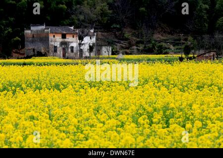 Wuyuan, Chine. Mar 11, 2014. Photo prise le 11 mars 2014 présente le décor de fleurs cole dans Village de Huangling en ville Jiangwan Wuyuan County, à l'est la province de Jiangxi. L'cole champs de fleurs s'Wuyuan la réputation des plus beaux village de printemps. Credit : Shi Guangde/Xinhua/Alamy Live News Banque D'Images