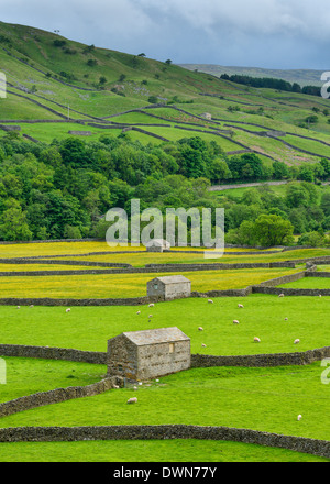 Les granges, murs de pierres sèches et de buttercup meadows à Gunnerside, Swaledale, Yorkshire du Nord, Yorkshire, Angleterre, Royaume-Uni Banque D'Images