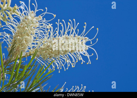 Close up d'une crème de grevillea avec fond de ciel bleu Banque D'Images