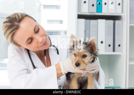 L'examen clinique de l'EFP dans chiot Banque D'Images