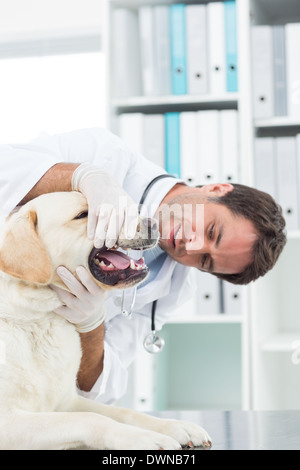L'examen vétérinaire mâle dents de chien Banque D'Images