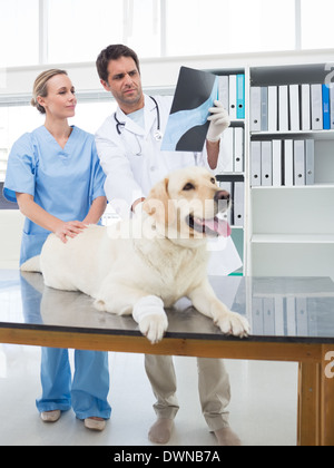 Les vétérinaires à discuter de Xray dog Banque D'Images