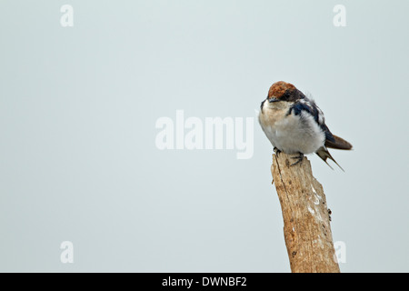 Wire-tailed Swallow (Hirundo smithii) Parc National Kruger, Afrique du Sud Banque D'Images