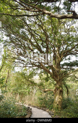 Muscade Forest Park dans l'île de Jéju, appelé Bijarim en coréen Banque D'Images
