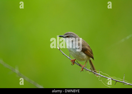 Tawny-flanquée Prinia subflava Prinia (affinis) perché sur une branche Banque D'Images