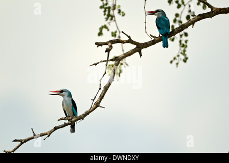 Deux scieries de Kingfisher (Halcyon senegalensis), le Parc National Kruger en Afrique du Sud Banque D'Images