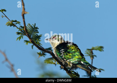 Cuckoo Chrysococcyx caprius Diderik (mâle), Parc National Kruger, Afrique du Sud Banque D'Images