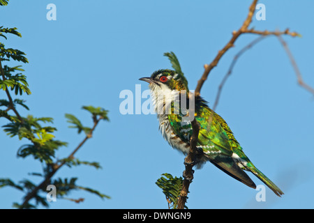 Cuckoo Chrysococcyx caprius Diderik (mâle), Parc National Kruger, Afrique du Sud Banque D'Images