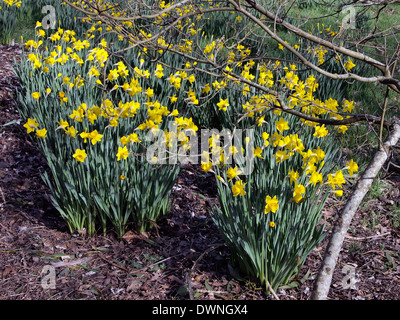 Narcisses (jonquilles) naturalisé parmi les arbres et arbustes un le Hillier Gardens dans le Hampshire faire un lumineux salon du printemps. Banque D'Images