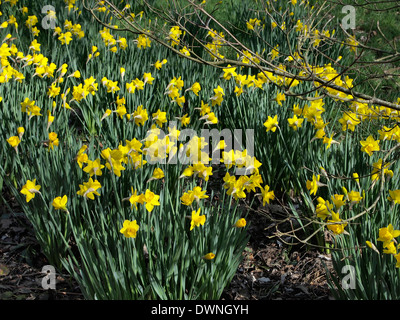 Narcisses (jonquilles) naturalisé parmi les arbres et arbustes un le Hillier Gardens dans le Hampshire faire un lumineux salon du printemps. Banque D'Images