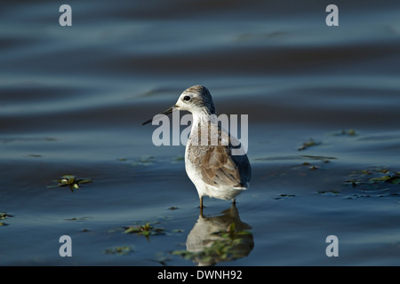 Marais Sandpiper (Tringa stagnatilis) en plumage d'hiver, parc national Kruger Afrique du Sud Banque D'Images