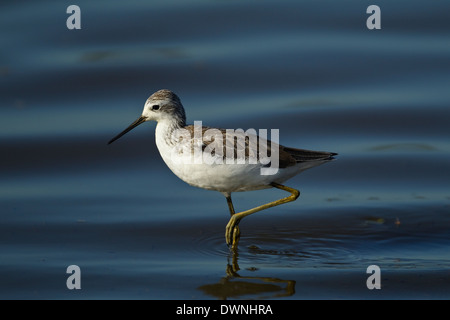 Marais Sandpiper (Tringa stagnatilis) en plumage d'hiver, parc national Kruger Afrique du Sud Banque D'Images