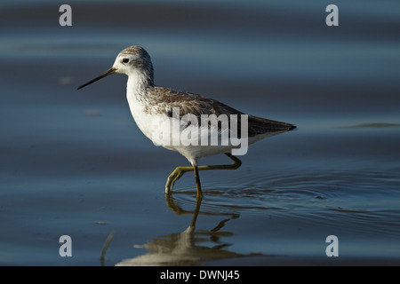 Marais Sandpiper (Tringa stagnatilis) en plumage d'hiver, parc national Kruger Afrique du Sud Banque D'Images